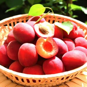 Rote Aprikose | Aprikosenbaum | Baumschule Südflora - Früchte im Körbchen