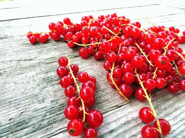 Rote Johannisbeere | Beerensträucher | Baumschule Südflora - Beeren auf einem Tisch