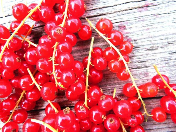 Rote Johannisbeere | Beerensträucher | Baumschule Südflora - Beeren von oben