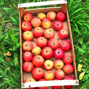Roter Holsteiner Cox "Royal" | Apfelbaum | Baumschule Südflora - Äpfel in einer Kiste