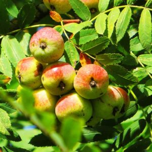 Sossenheimer Schraube | Besondere Nutzpflanzen | Südflora - Früchte am Baum