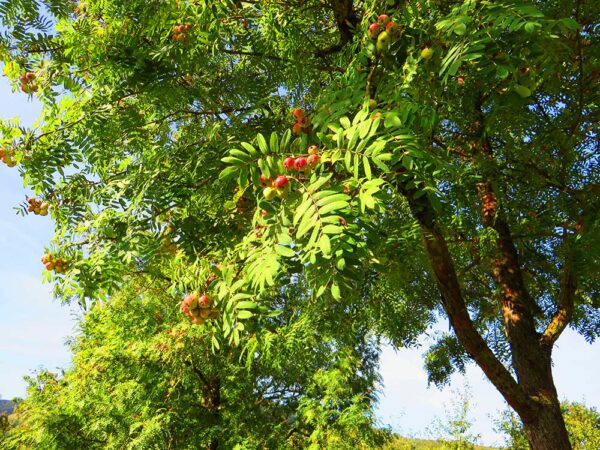 Sossenheimer Schraube | Besondere Nutzpflanzen | Südflora - Baum mit Fruchtbehang
