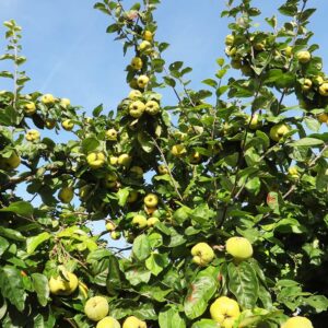 Ananasquitte | Quittenbaum | Baumschule Südflora - Früchte am Baum