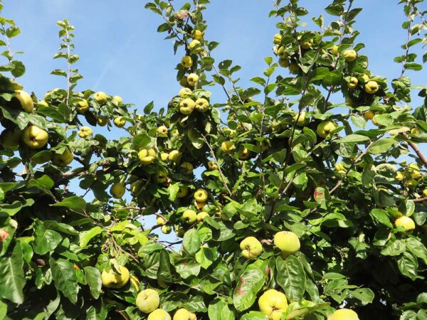 Ananasquitte | Quittenbaum | Baumschule Südflora - Früchte am Baum