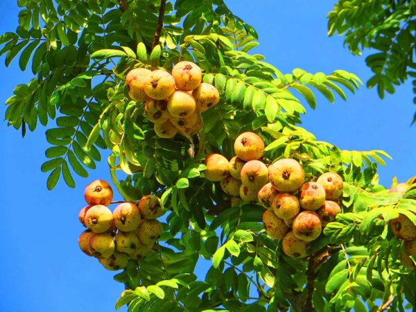 Speierling XL | Besondere Nutzpflanzen | Baumschule Südflora - viele Früchte an einem Baum