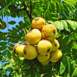 Speierling XL | Besondere Nutzpflanzen | Baumschule Südflora - Früchte am Baum