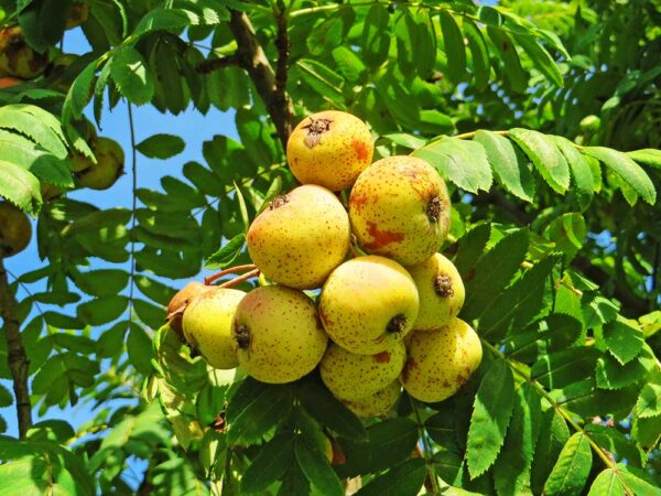 Speierling XL | Besondere Nutzpflanzen | Baumschule Südflora - Früchte am Baum