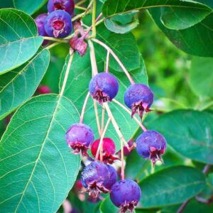 Erlenblättrige Felsenbirne ' Saskatoon Berry ' ­® kaufen | - Beeren der Amelanchier alnifolia am Strauch