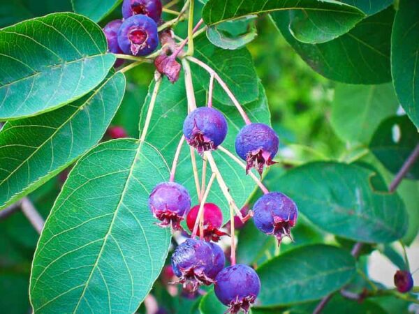 Erlenblättrige Felsenbirne ' Saskatoon Berry ' ­® kaufen | - Beeren der Amelanchier alnifolia am Strauch