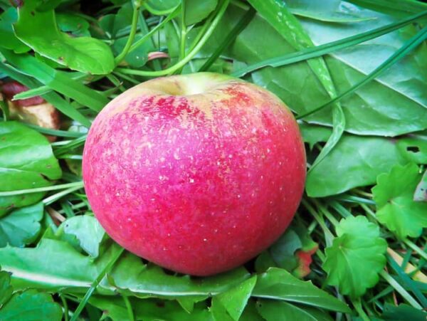 Gloster Apfel kaufen | Apfelbaum | Einzelner Apfel liegt im Gras