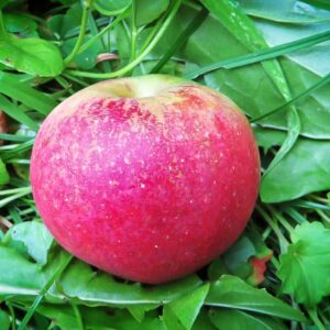 Gloster kaufen | Apfelbaum | Baumschule Südflora