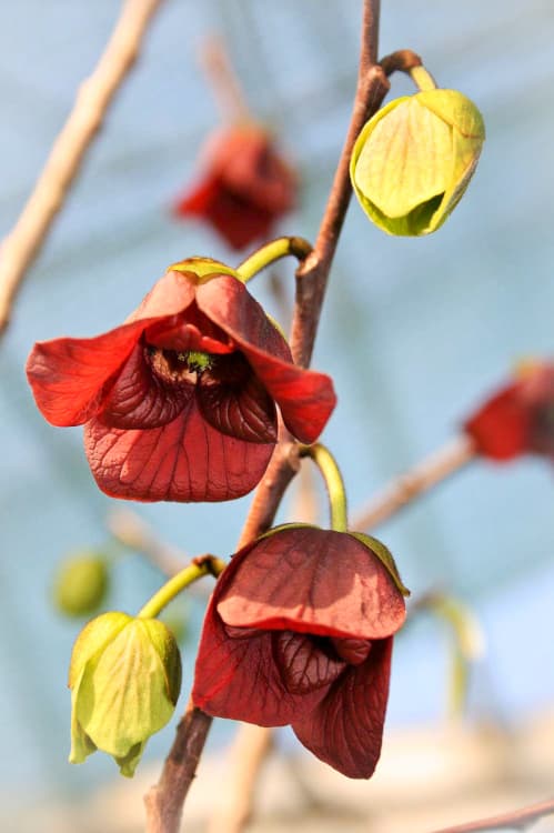 Gold Gorini | Indianerbanane | Baumschule Südflora - Blüten am Baum
