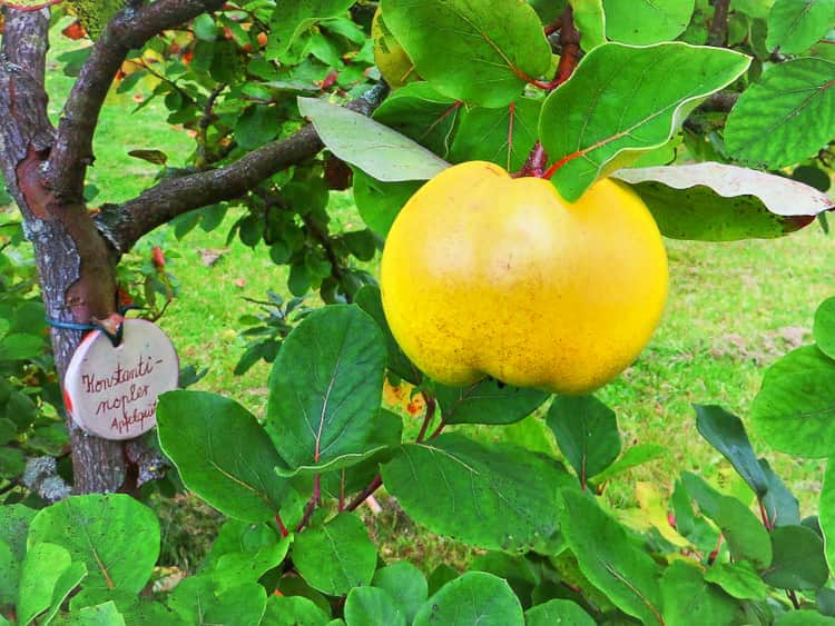 kaufen | Quittenbaum Südflora Konstantinopeler Apfelquitte |