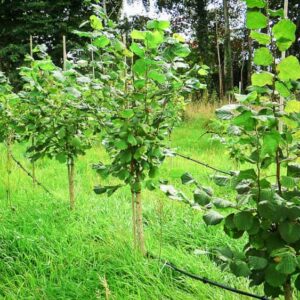 Nottinghams Frühe Haselnussbaum kaufen | Nussbaum | Baumschule Südflora - Jungbäume