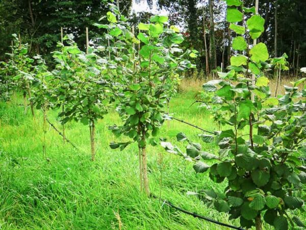 Nottinghams Frühe Haselnussbaum kaufen | Nussbaum | Baumschule Südflora - Jungbäume