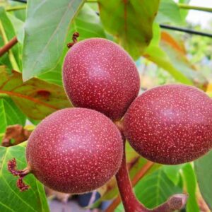 Rotblättrige Walnuss kaufen | Nussbaum | Baumschule Südflora - drei Früchte am Baum