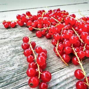 Rote Johannisbeere kaufen | Beerensträucher | Baumschule Südflora - Beeren auf einem Tisch