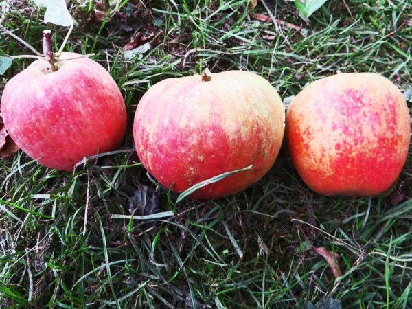 Roter Finkenwerder Herbstprinz | Apfelbaum - drei Äpfel liegen im Gras