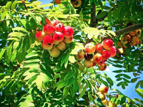 Sossenheimer Riese kaufen | Besondere Nutzpflanzen | Südflora - Fruchtnester am Baum