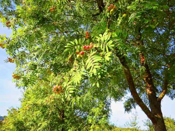 Sossenheimer Schraube bestellen | Besondere Nutzpflanzen | Südflora - Baum mit Fruchtbehang