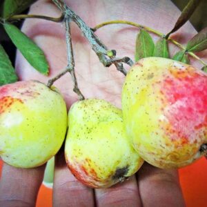 Sossenheimer Riese kaufen | Besondere Nutzpflanzen | Südflora - Drei Früchte liegen in einer Hand