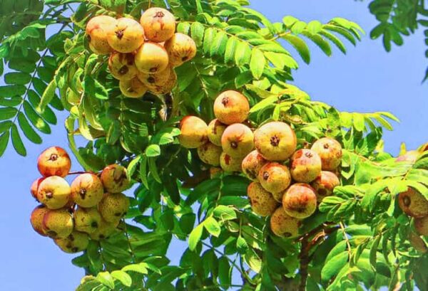 Speierling XL bestellen | Besondere Nutzpflanzen | Baumschule Südflora - viele Früchte an einem Baum