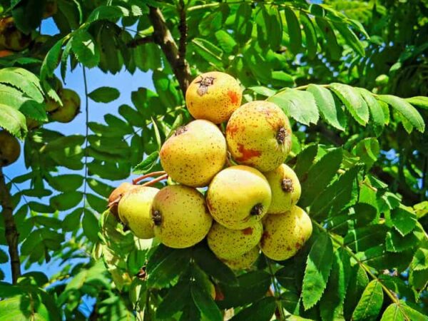 Speierling XL kaufen | Besondere Nutzpflanzen | Baumschule Südflora - Früchte am Baum