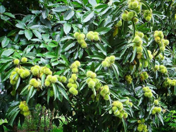 Tiroler Goldmarone kaufen | Nussbaum | Baumschule Südflora - Esskastanienbaum mit Früchten