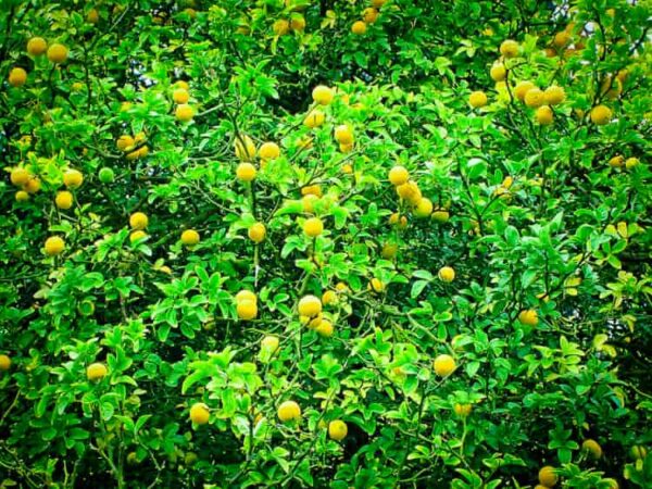 Winterharte Zitrone kaufen | Besondere Nutzpflanzen | Baumschule Südflora - Reich behangener Baum
