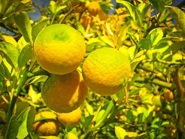 Winterharte Zitrone kaufen | Besondere Nutzpflanzen | Baumschule Südflora - Nahaufnahme