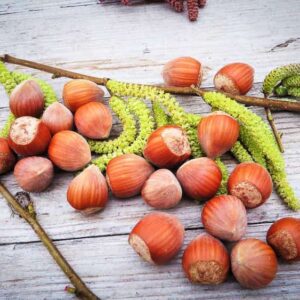 Wunder aus Bollweiler kaufen | Nussbaum | Baumschule Südflora - Haselnüsse auf einem Tisch
