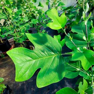 Tulpenbaum bestellen | Besondere Nutzpflanzen | Baumschule Südflora - typisches Blattwerk