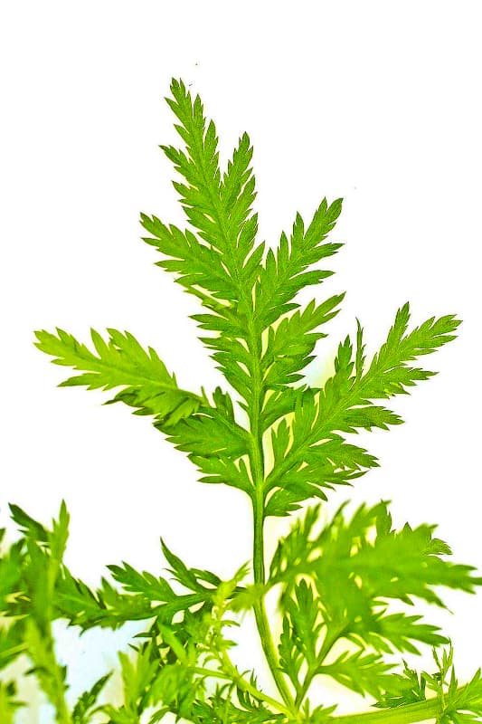 Artemisia Annua - Jungtrieb des Heilkraut des Einjähriger Beifuß