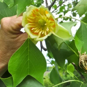 Tulpenbaum - Blüte wird von einer Hand gehalten