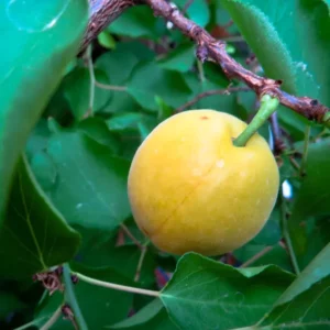 Wilde Nepalesische Aprikose - einzelne Frucht am Baum