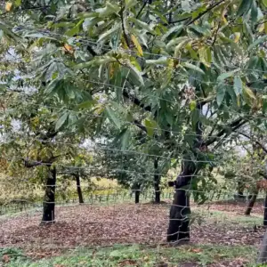 Ardèche Kastanienbaum
