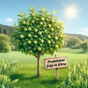 Große Schwarze Knorpelkirsche Platzhalterbild