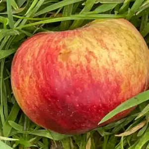 Johannsens Roter Sommerapfel im Gras