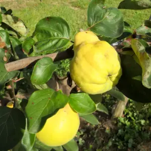 Klosterneuburger Quitte - Quittenbaum mit Behang