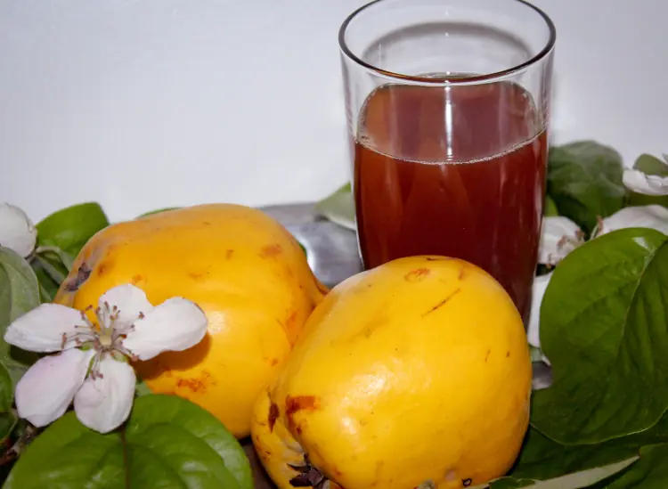 Multiflora Frankonia Quitte Multiflora Frankonia Quittenbaum - zwei Quitten samut Blüte, Blattwerk und einem Glasquittensaft auf einem Tisch