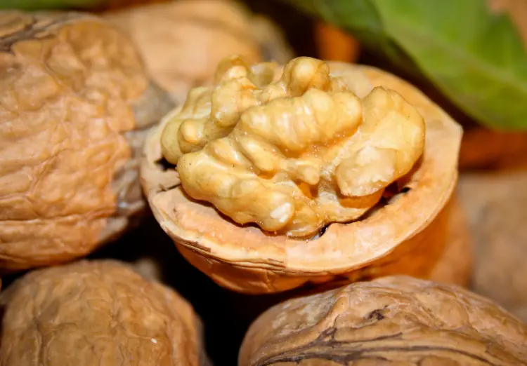 Pillnitzer Große Walnuss - Nussbaum Pillnitzer Große Walnuss