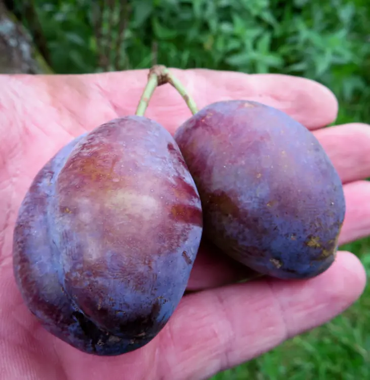 Stanley Zwetsche Stanley Zwetschge