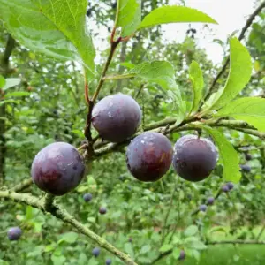 Zibarte / Ziparte - Pflaumen am Baum