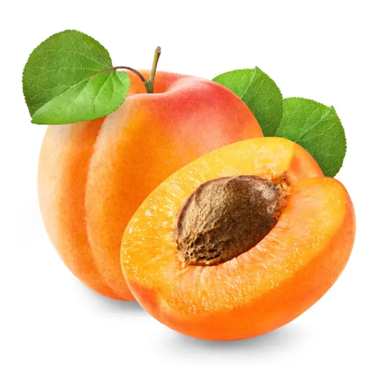 Aprikose - Aprikosenbaum online kaufen - über 15 Aprikosensorten im Shop
