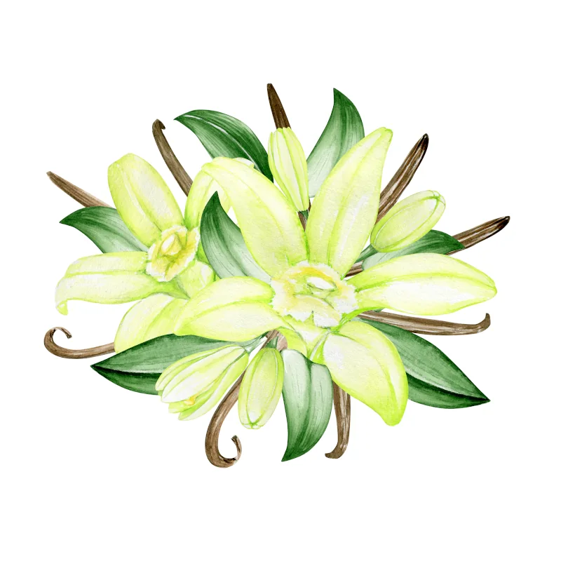 Exquisite Pflanzen kaufen | {product_count} veredelte Sorten | Südflora kaufen exotischer Baum