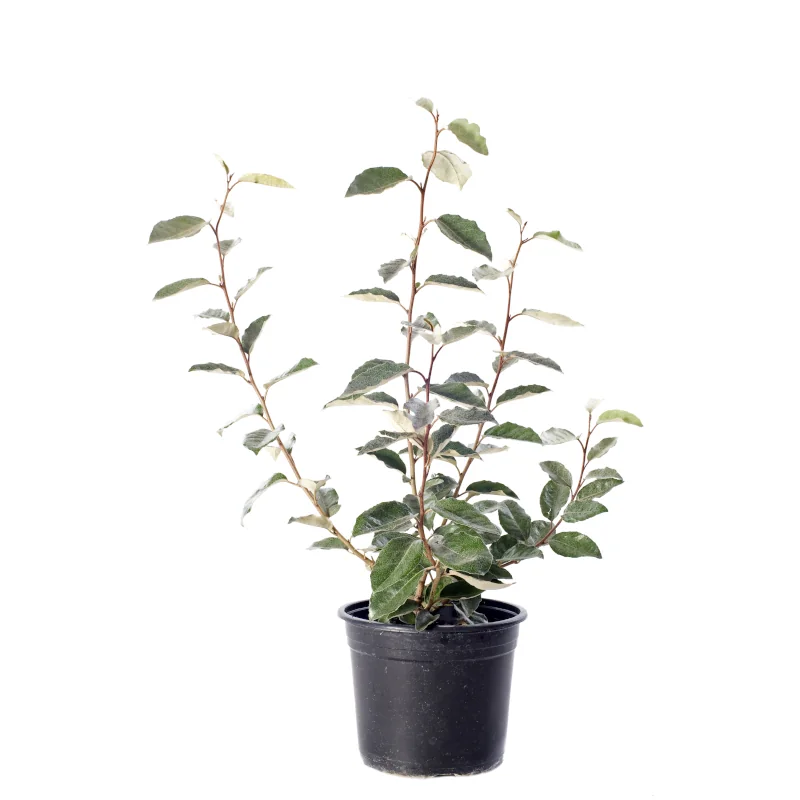Besondere Nutzpflanzen kaufen | {product_count} veredelte Sorten | Südflora kaufen veredelte Pflanzen