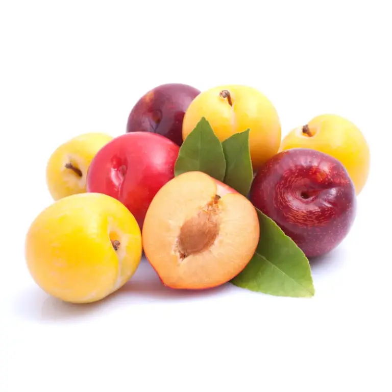 Pflaume - Pflaumenbaum online kaufen - über 30 Pflaumensorten im Shop