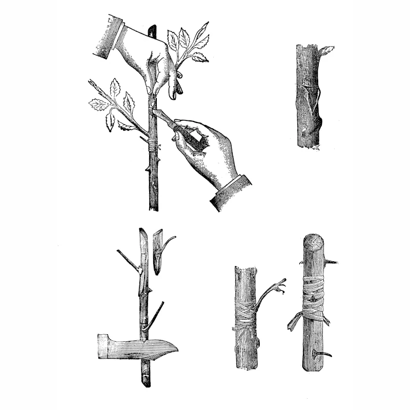 Veredelungsunterlagen kaufen | {product_count} Obstbaum-Unterlagen kaufen Veredlungsunterlage